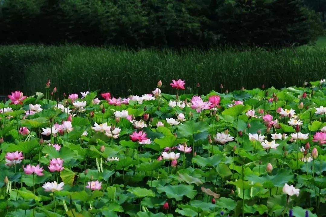 上海赏荷花最好的地方,上海秋冬拍荷花最佳地点