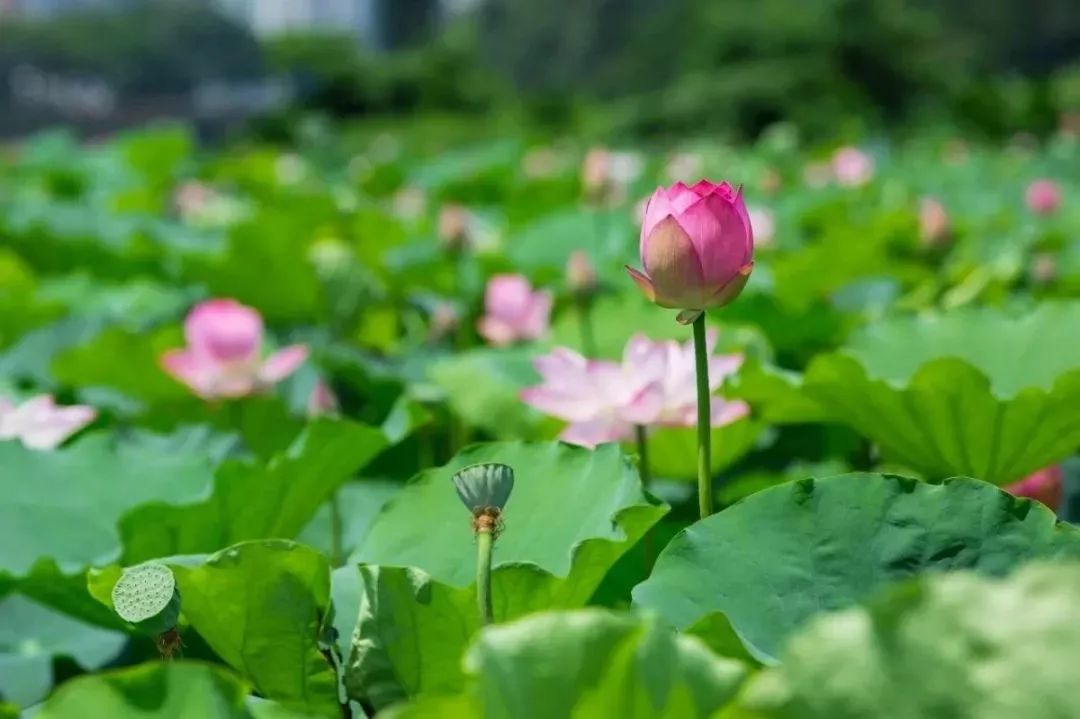 上海赏荷花最好的地方,上海秋冬拍荷花最佳地点