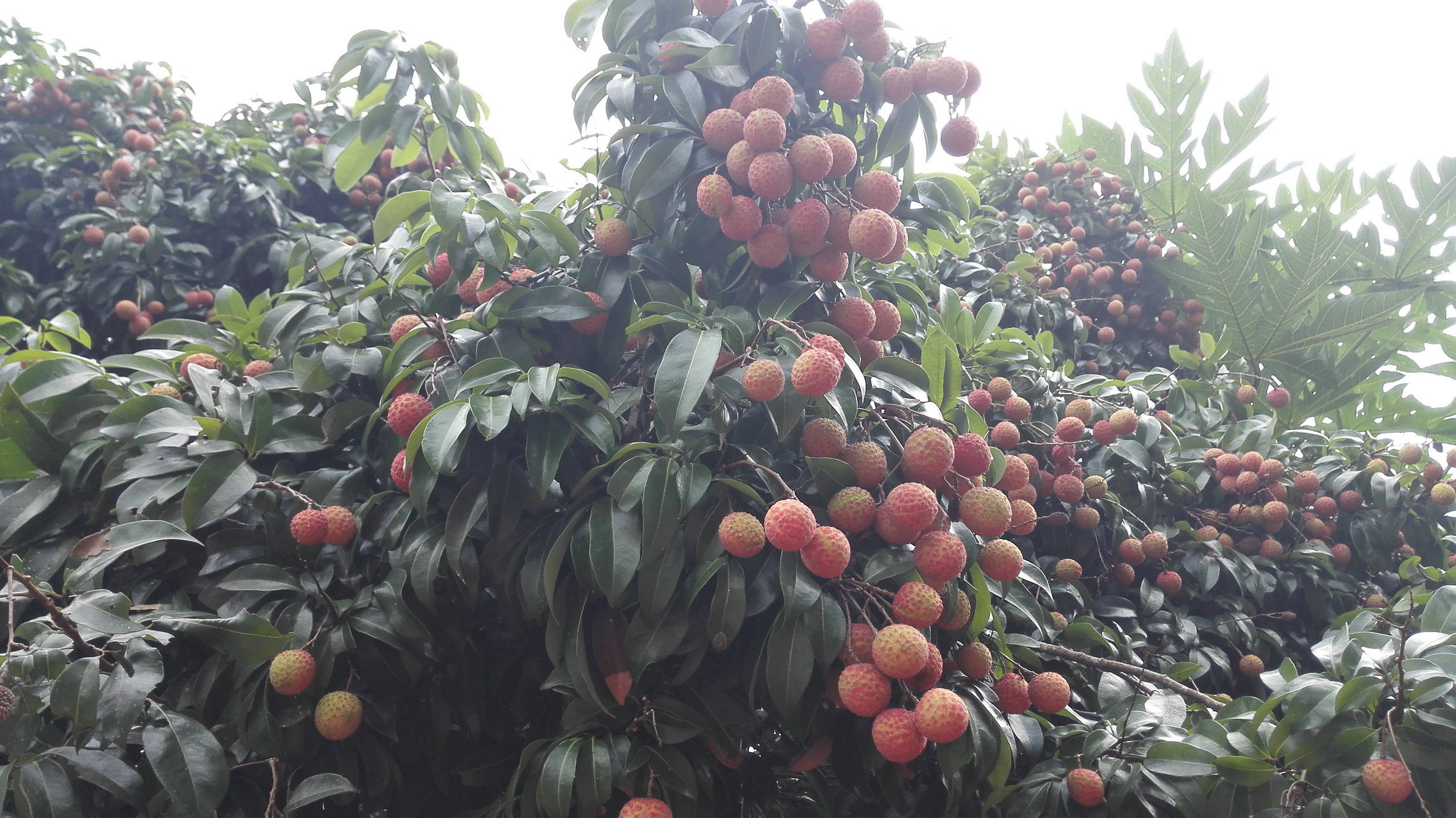 良垌镇23年荔枝产值,2021广东荔枝整体产量大增