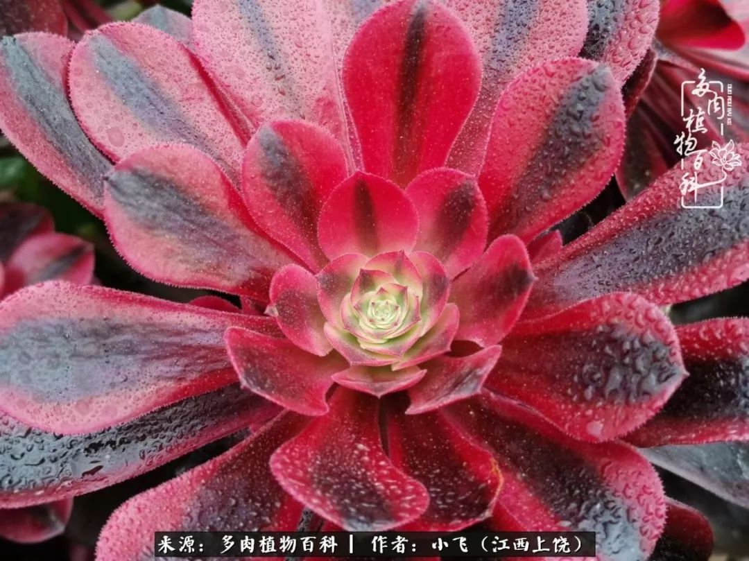 购买美杜莎衣服,法师锦和红覆轮锦一样吗