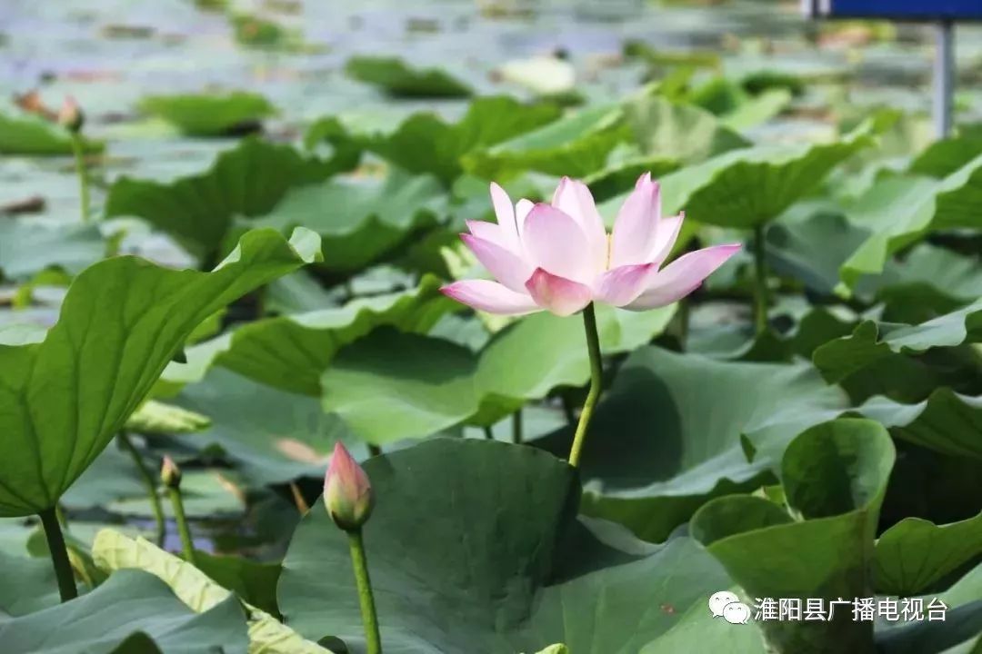 澶х編娣槼娆㈣繋鍓嶆潵瑙傝祻,澶х編娣槼鑽疯姳鑺傛杩庢偍