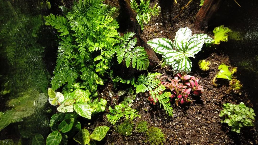 雨林缸小朋友,在家造了个雨林