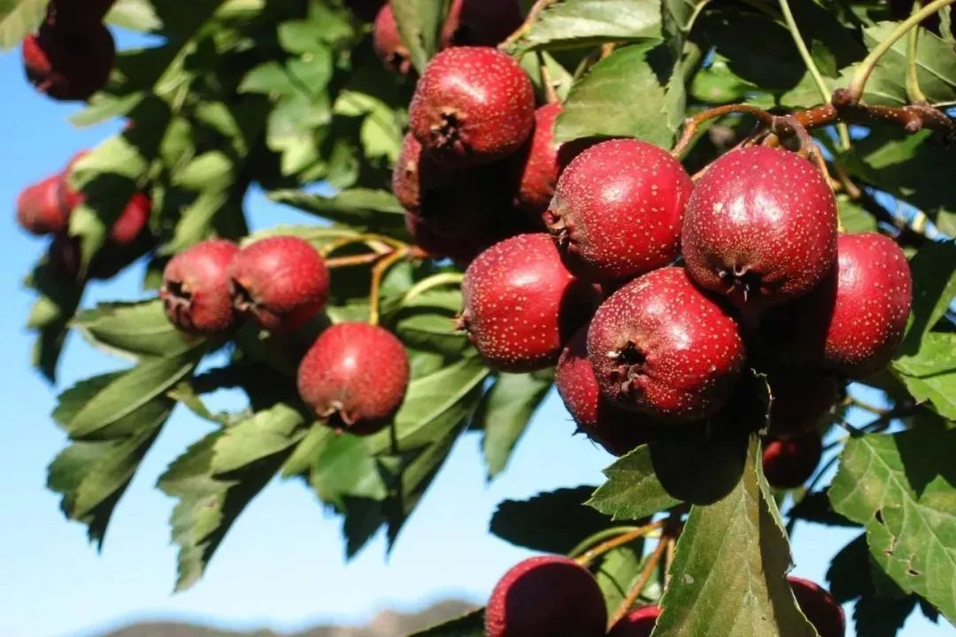 怀孕初期吃山楂会导致流产吗,孕期吃山楂会影响胎儿吗