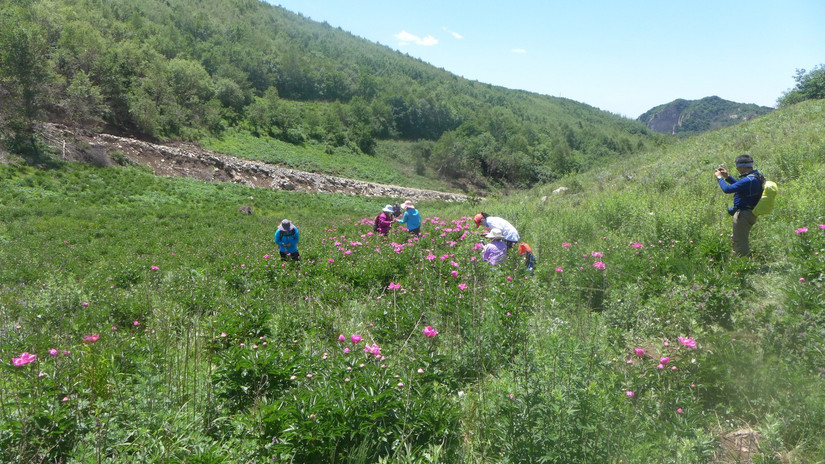 美丽芍药谷,云雾缭绕人间仙境芍药谷