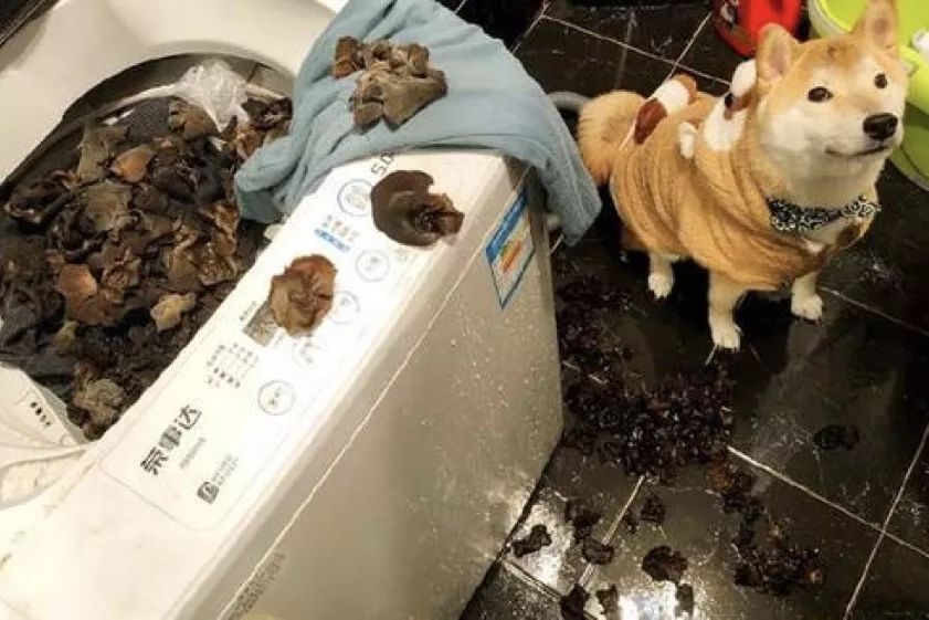 闯了祸怎么安慰自己,闯了祸不知道怎么处理