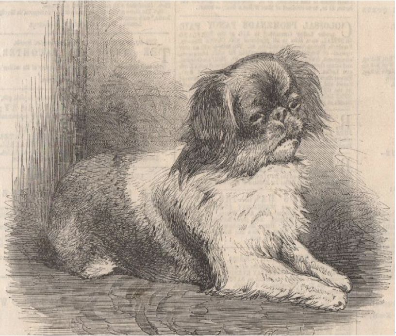 狗粮的历史来历,狗粮发展史大全