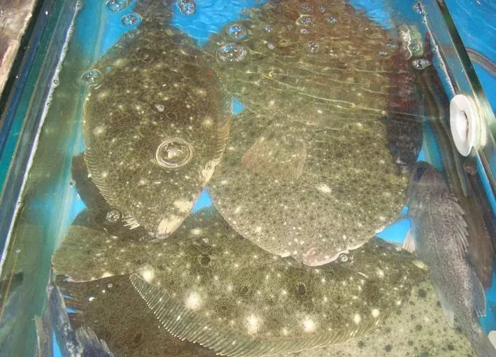 日照有什么好玩的地方,日照金山