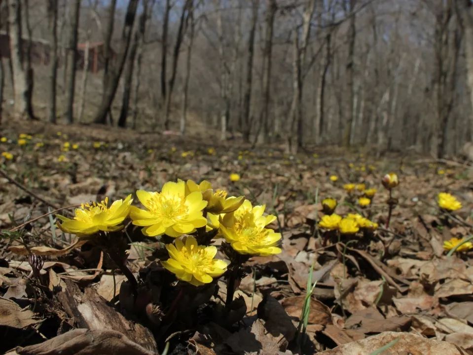 2.5浜垮勾鍚庣殑鍦扮悆鍙樺寲,涓滃寳鐏北鎬庝箞鍙樻垚绮粨