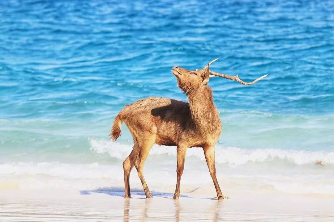 挖到一座免签直飞的超冷门海岛！火山浮潜摸小鹿，好玩秒杀巴厘岛