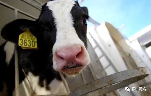 养牛犊牛各种拉稀一招解决,养殖牛拉稀出血用什么药