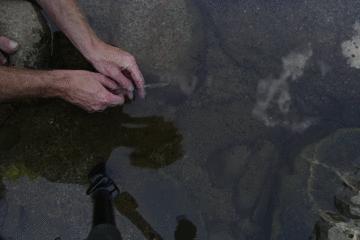 水中常见的藻类微生物图片,藏在水下的生物