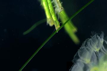 水中常见的藻类微生物图片,藏在水下的生物