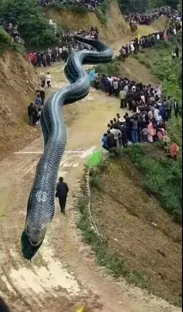 吃香蕉得病毒消息是真是假,吃西瓜感染病毒是真的吗