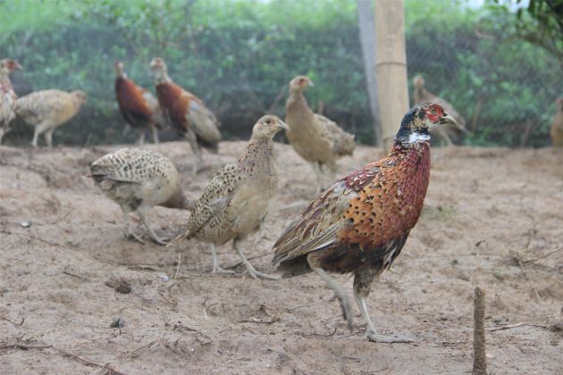 农村创业七彩山鸡养殖,养殖七彩山鸡致富经视频