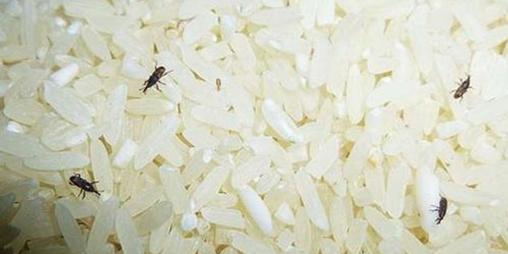 怎样防止玉米生虫大米生虫,大米为什么有的生虫有的不生虫