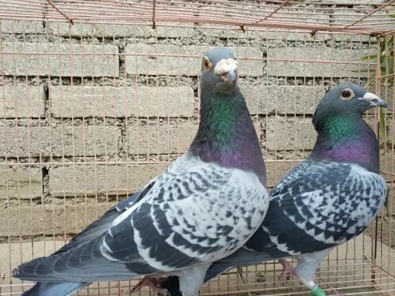 鸽子和鸽子打架是什么原因,看见两只鸽子打架的预兆