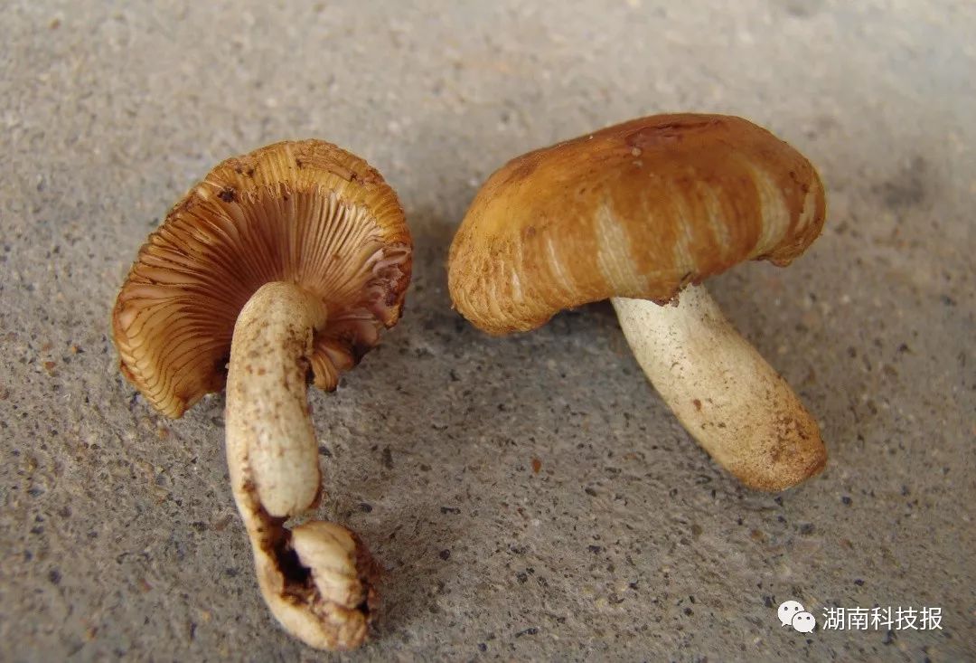 误食毒蘑菇的症状,误食毒蘑菇临床表现