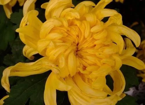 极简癌症治疗关键知识点清单：肛门癌