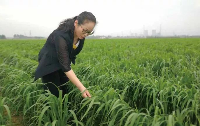 省地理标志产业协会会长孙明香,孙明香地理标志