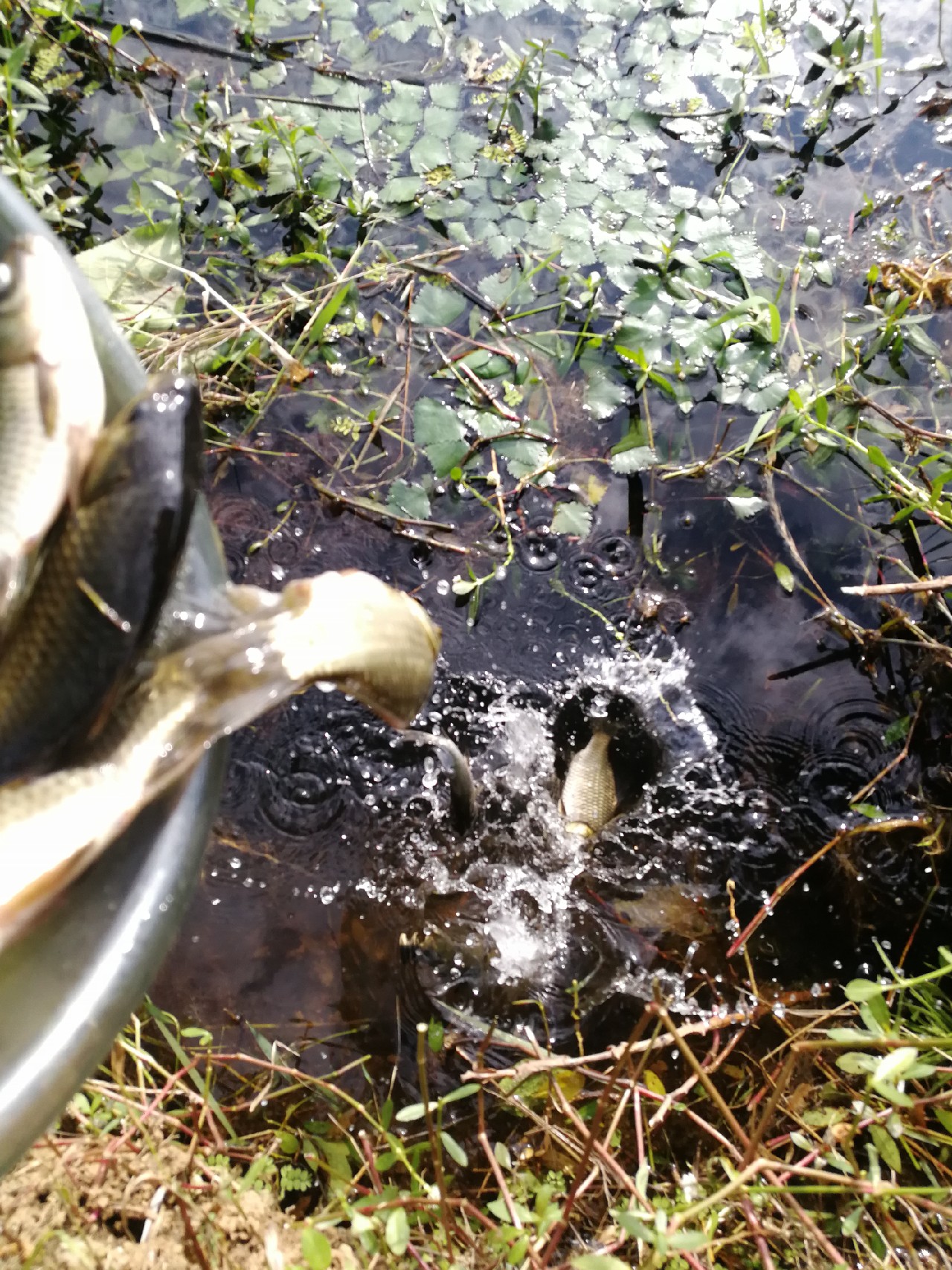 头顶烈阳开拓钓位逐泡寻鲫放流可怜鱼获