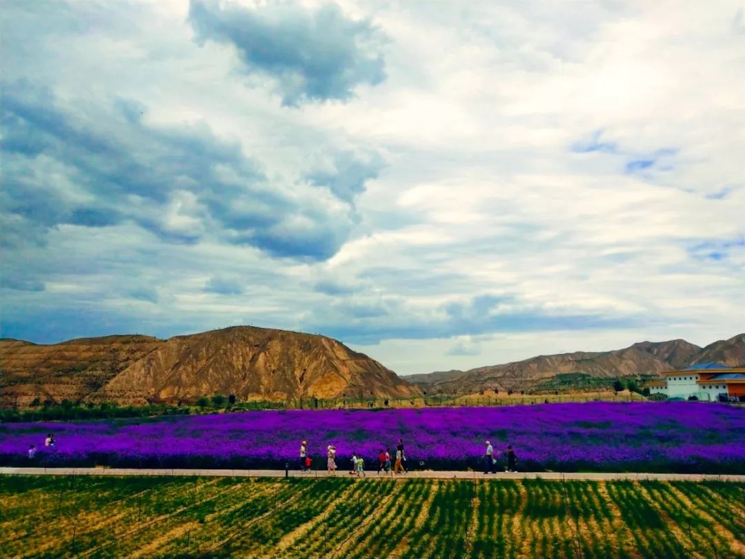 白银市区到大坪花海,去大坪玩攻略