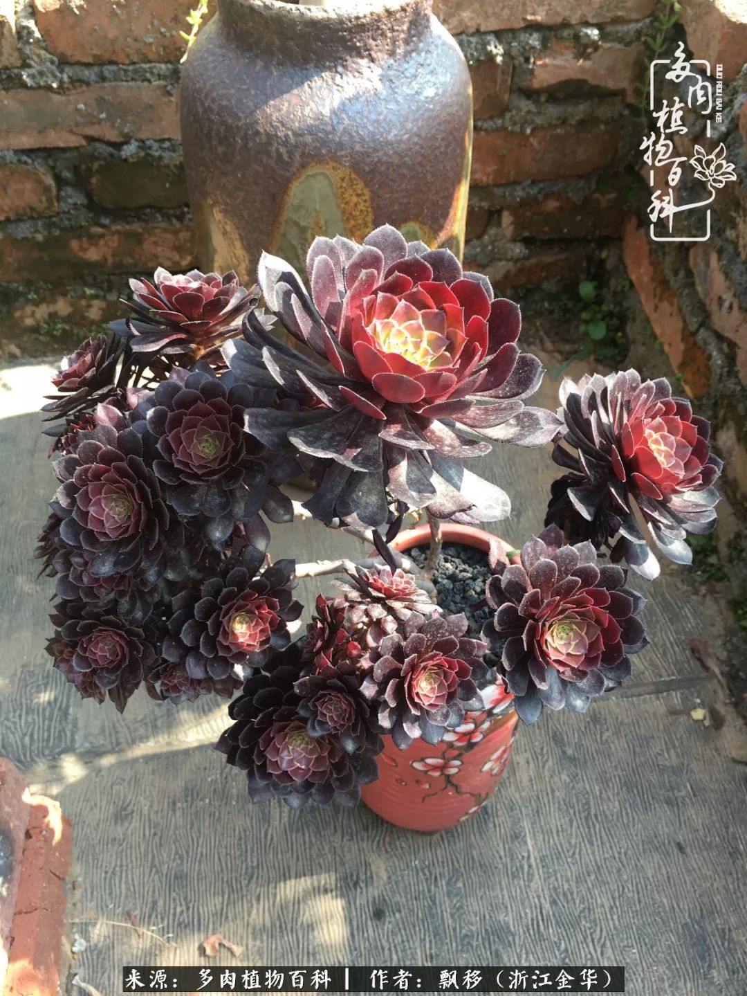 魅力无限的法师诱惑：我的灿烂，由你决定