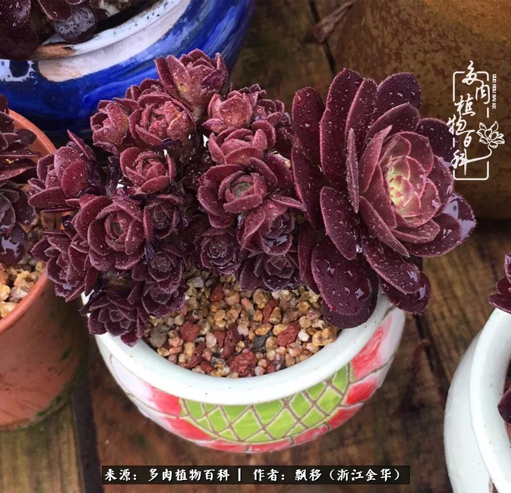 魅力无限的法师诱惑：我的灿烂，由你决定