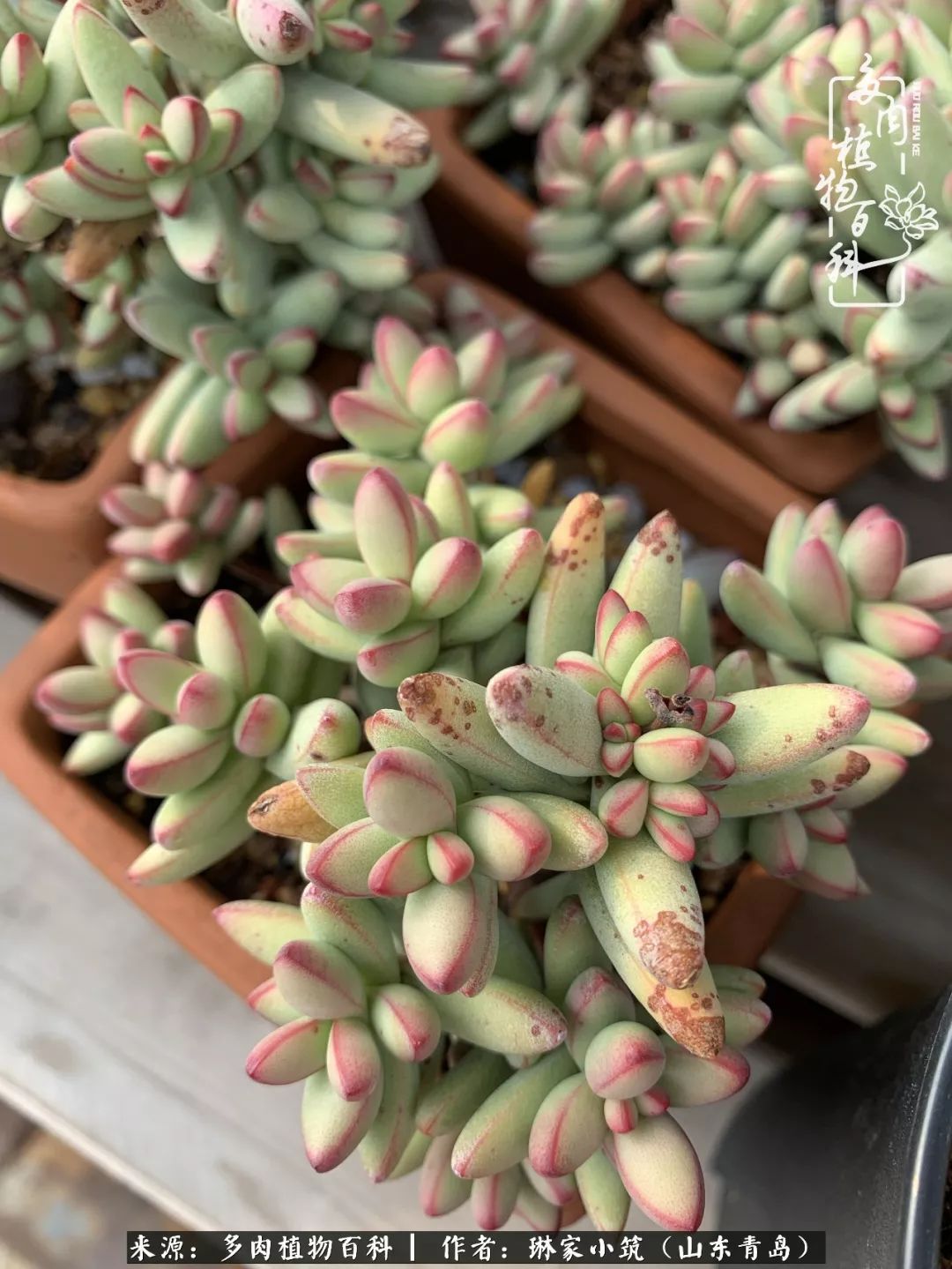 夏天已过一半你们的多肉还好吗,夏天已过半