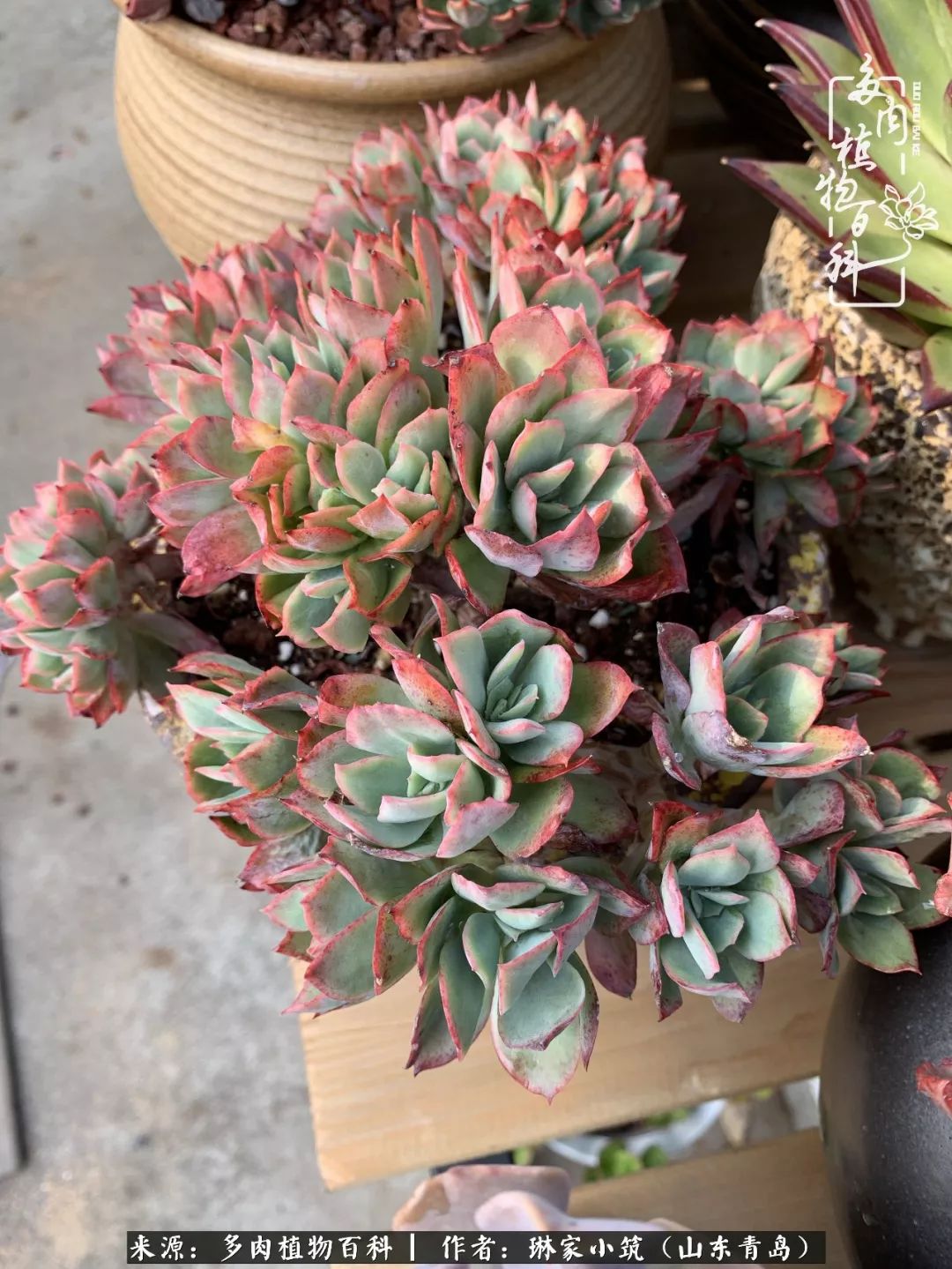 夏天已过一半你们的多肉还好吗,夏天已过半