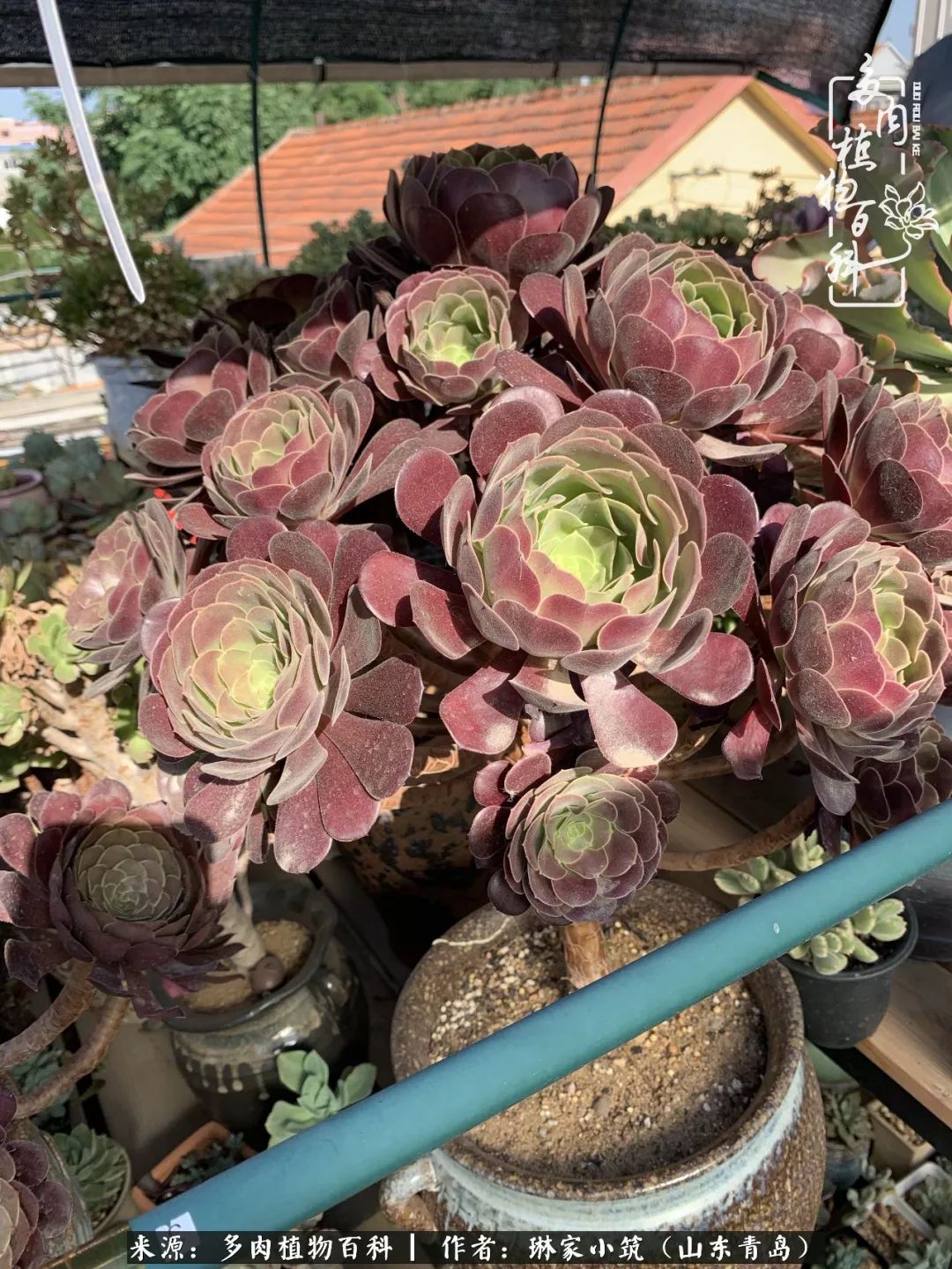 夏天已过一半你们的多肉还好吗,夏天已过半