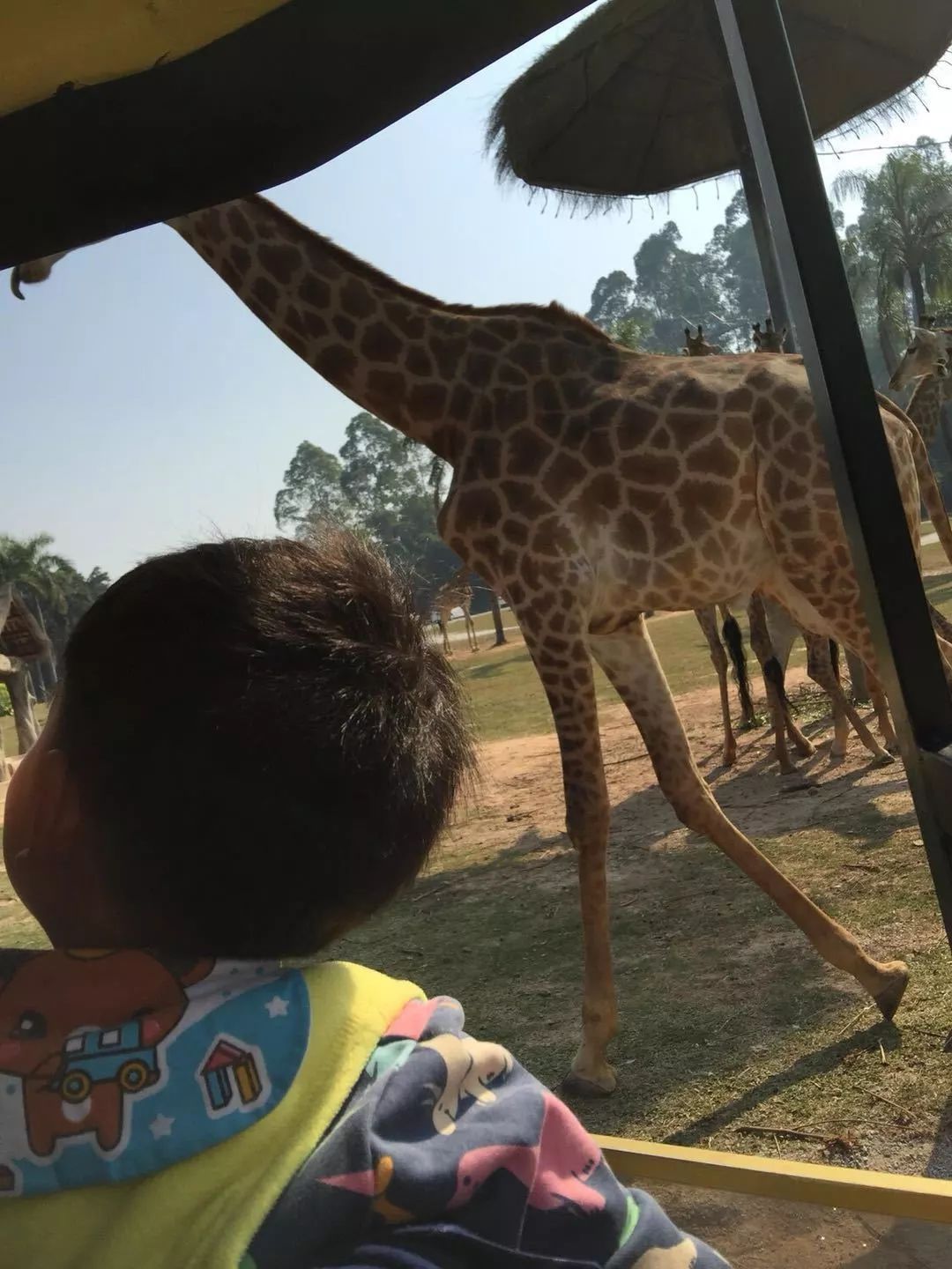 广州长隆动物园亲子游攻略三日游,广州长隆动物园游玩攻略