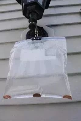 一勺洗衣粉,一勺洗衣粉让蟑螂断子绝孙