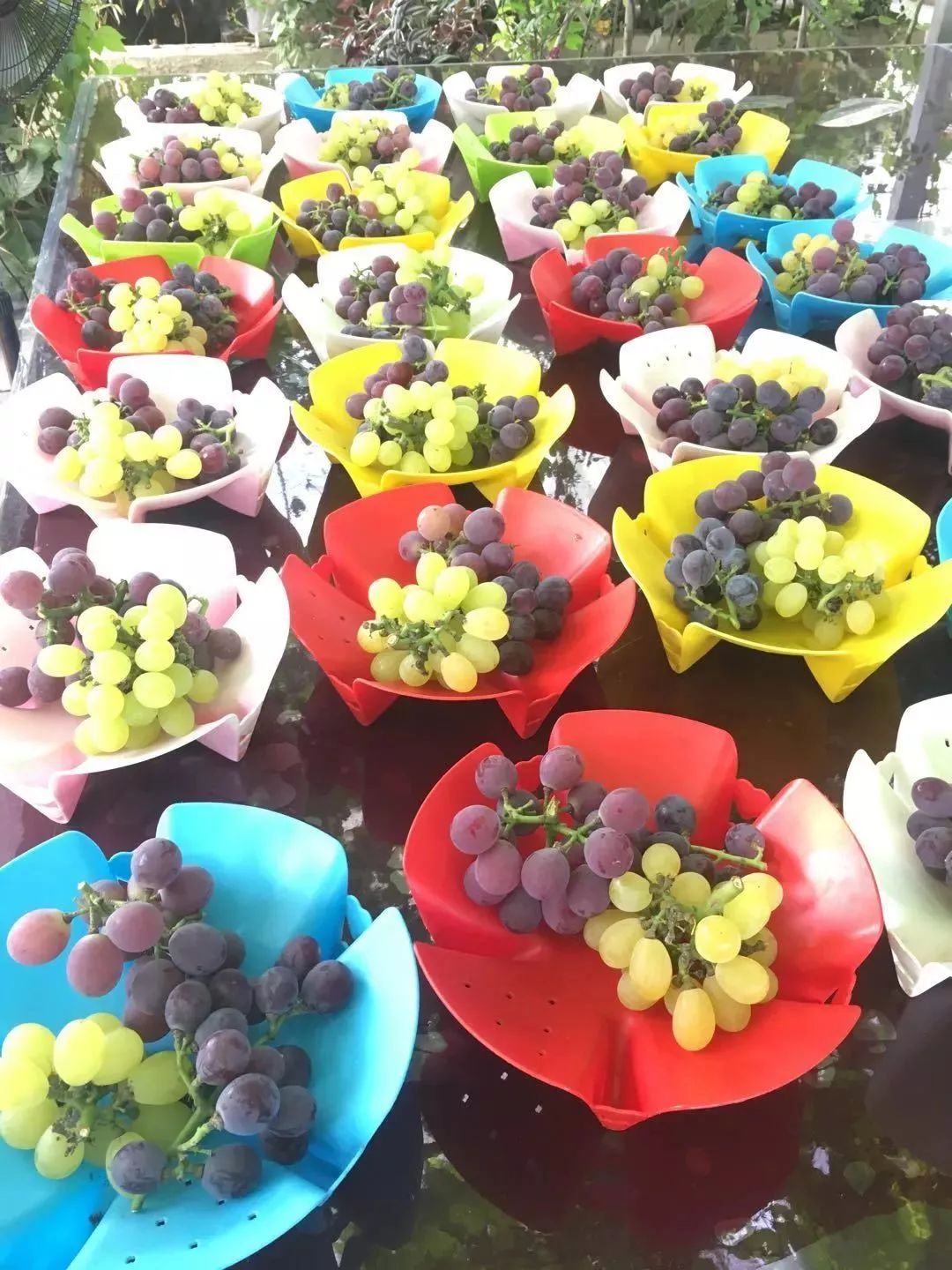 连阿里巴巴都点名！拿奖拿到手软的“葡萄王”来了~入园采摘，尽享千元农家菜