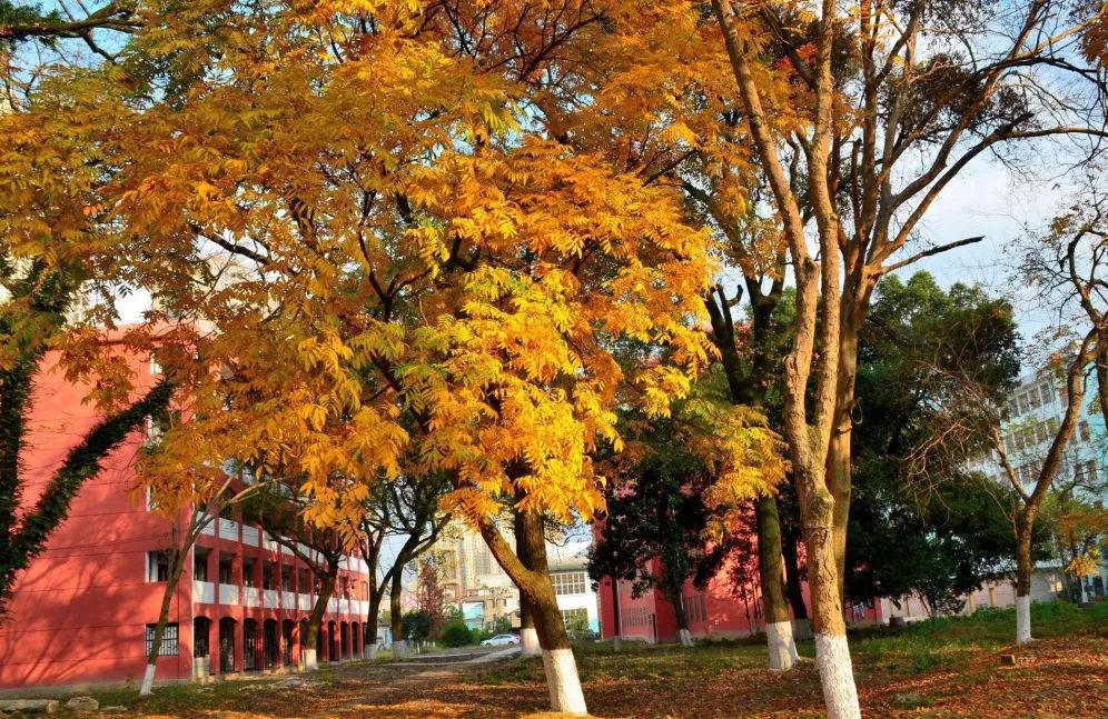 2021遂川中学录取分数线,遂川体育特长生中考录取分数线