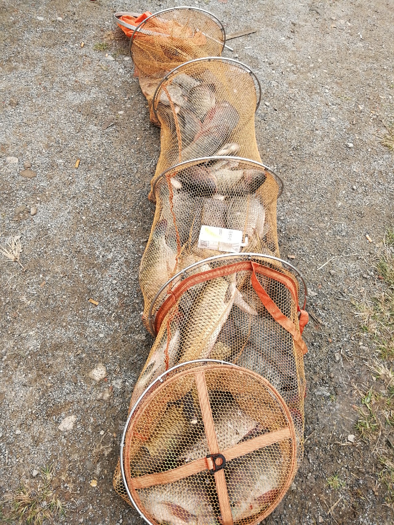 罗非的正确吃饵方法,钓罗非的心得和经验