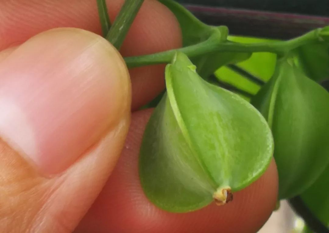 山药和山药豆的效果一样吗,吃山药豆有什么好处与坏处