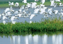 朱鹮是东方白鹤吗,东方宝石朱鹮