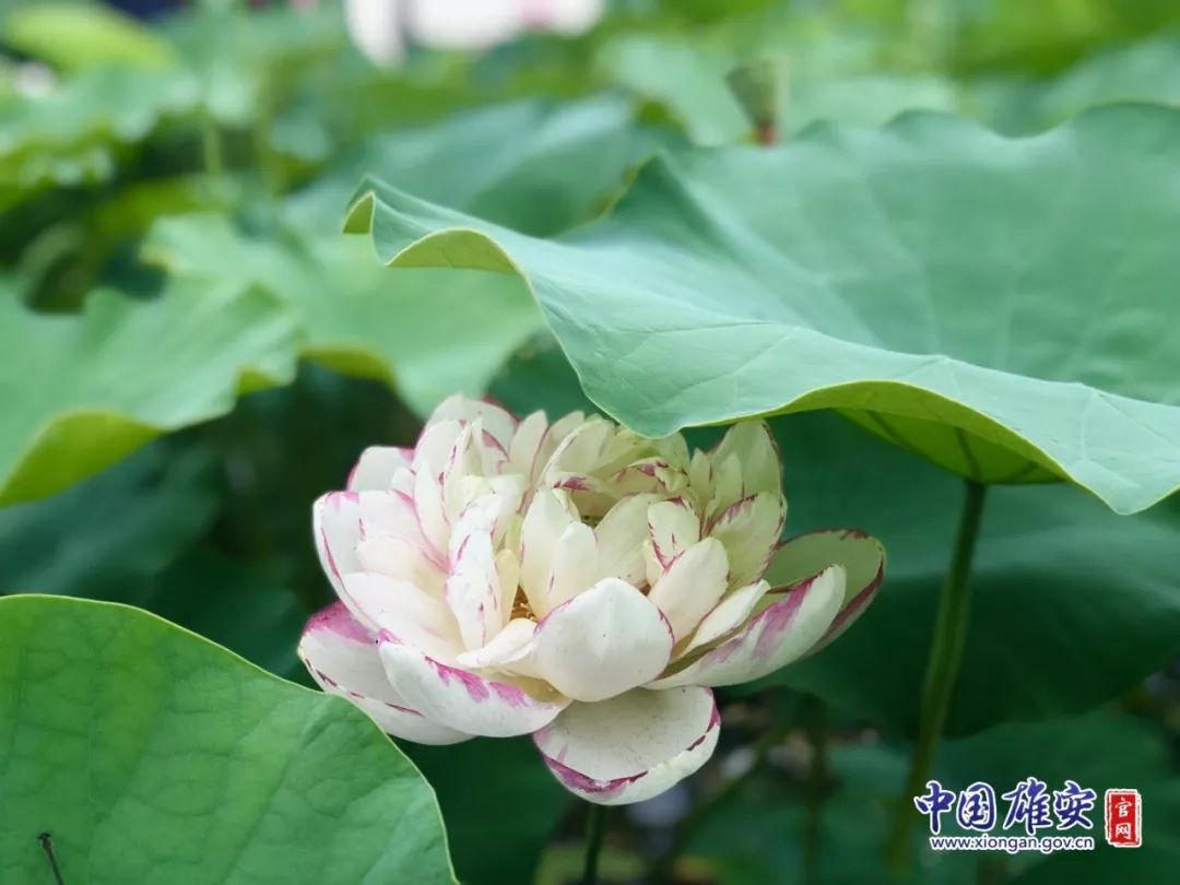 遇见·雄安｜七月错过白洋淀，你可就错过了整个北方的夏天！