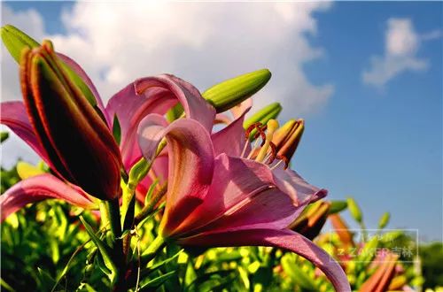 百合打卡地,百合打卡网红地