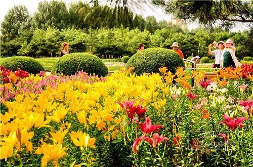 百合打卡地,百合打卡网红地