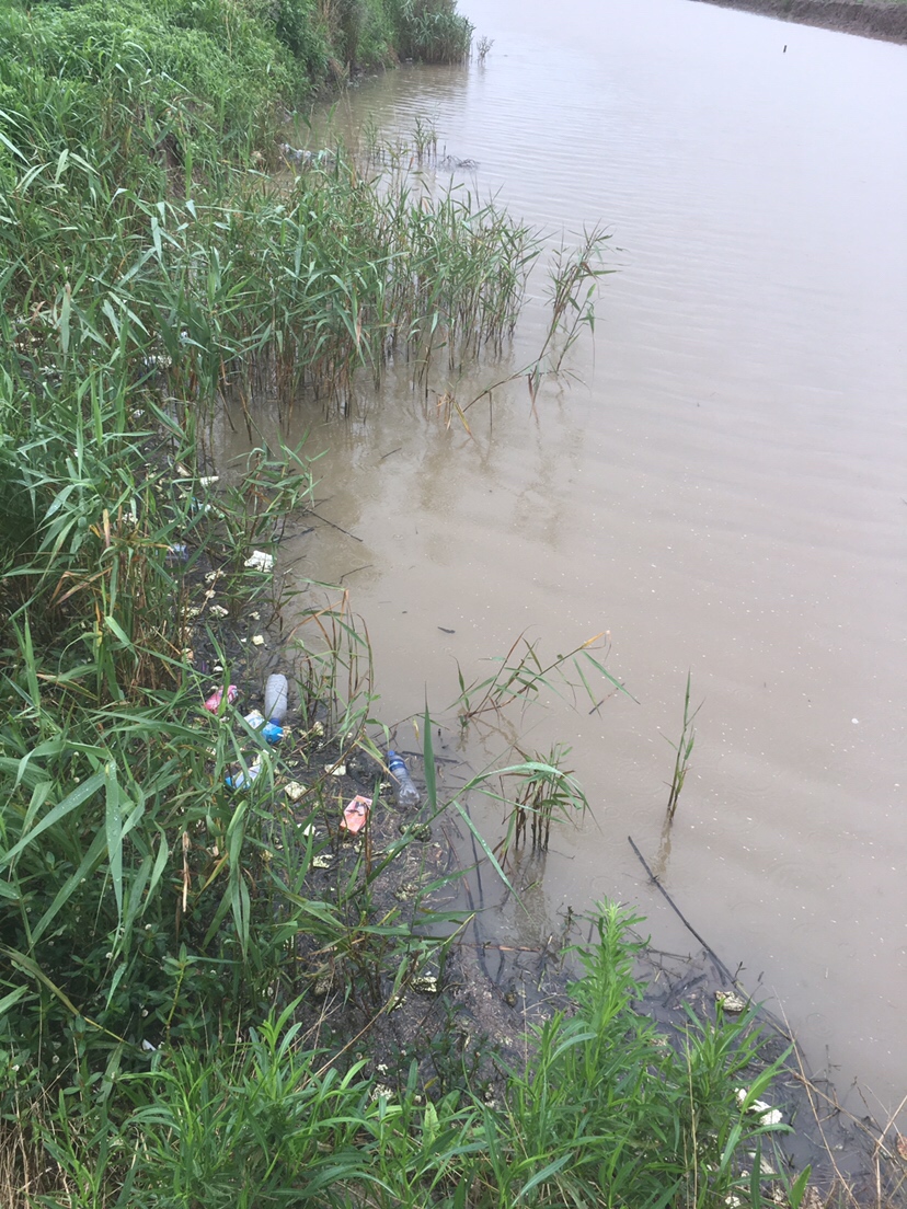 崇明钓昂刺,崇明岛野钓昂刺鱼