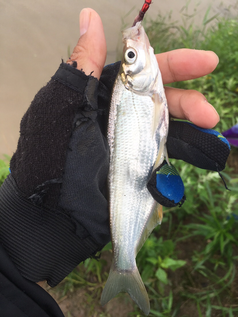 崇明钓昂刺,崇明岛野钓昂刺鱼