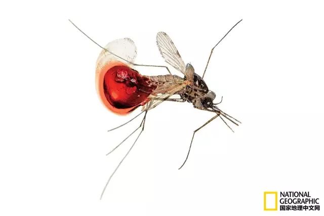 北极蚊子都泛滥了，咱被咬两口就别哭了