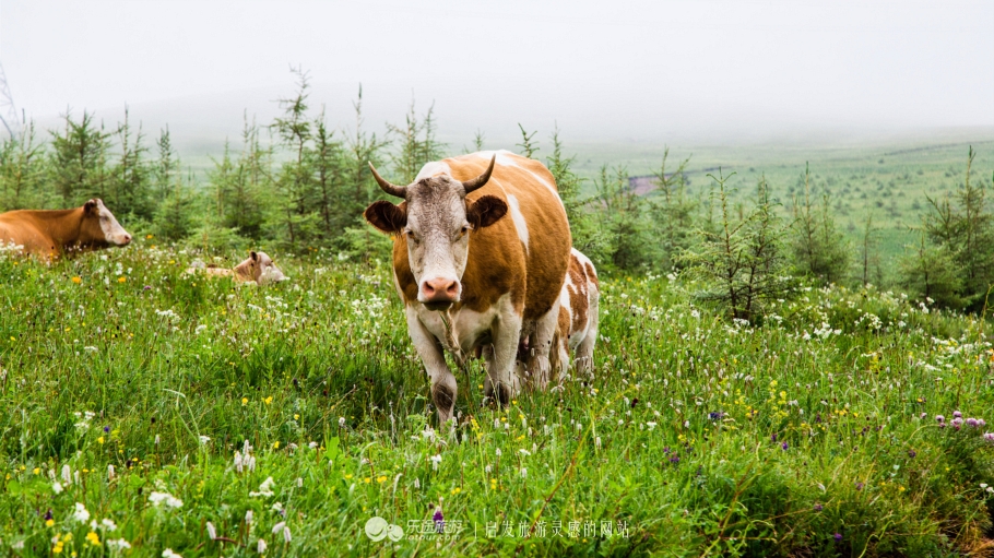 这个夏天来塞罕坝看看吧,坝上草原森林