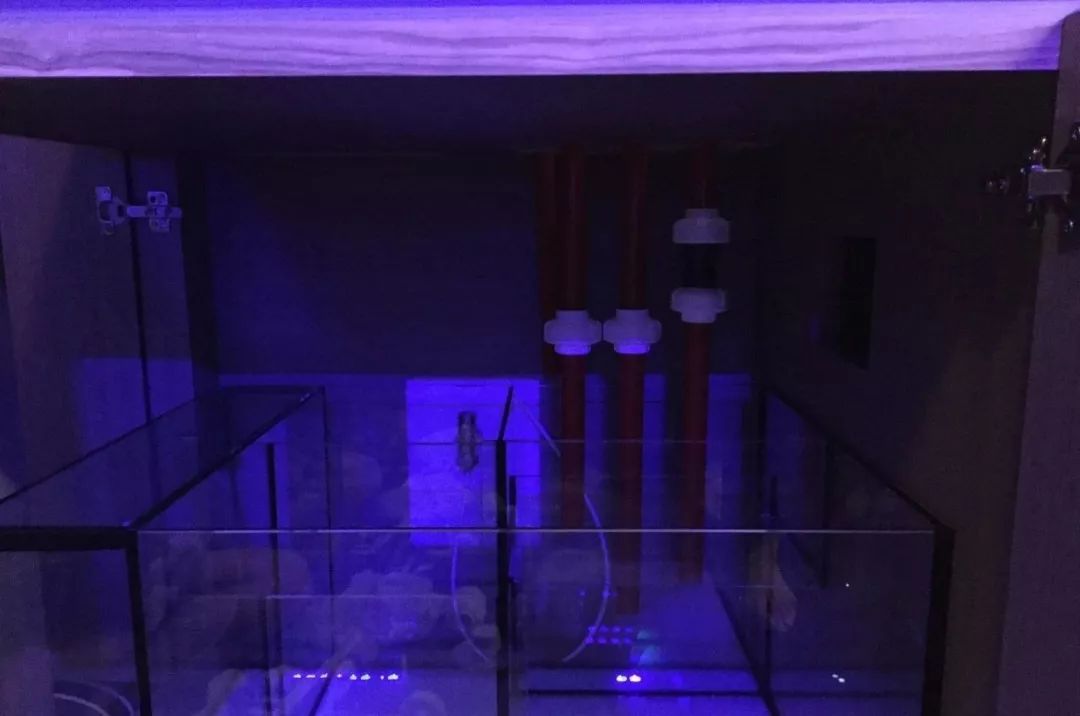 新开缸每天都有鱼死,新开缸鱼一直死