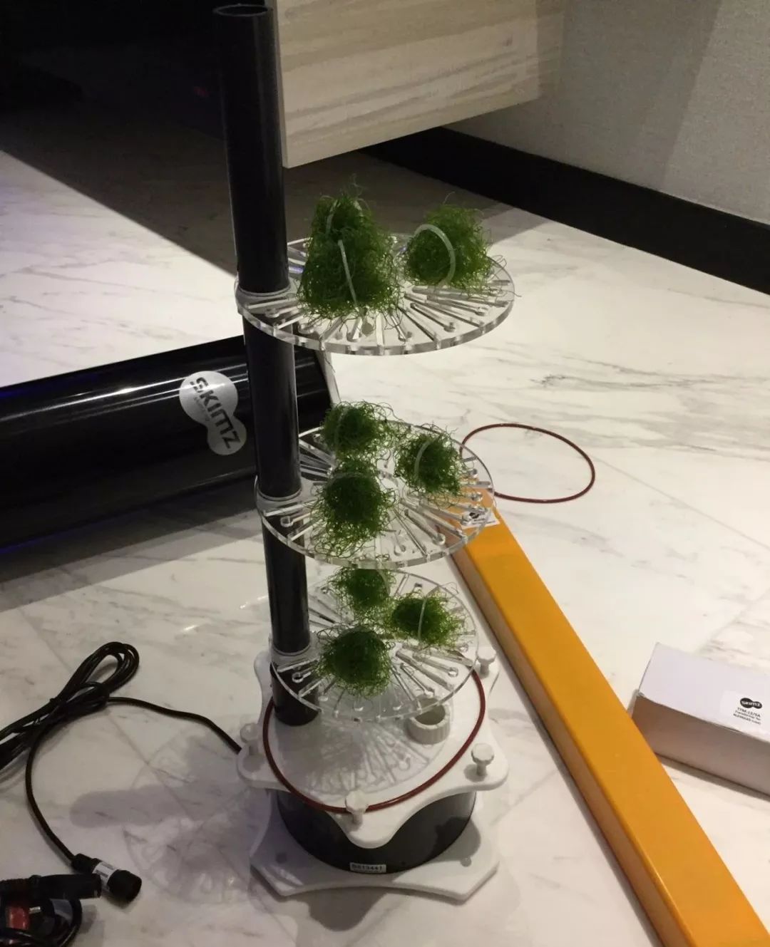 新开缸每天都有鱼死,新开缸鱼一直死