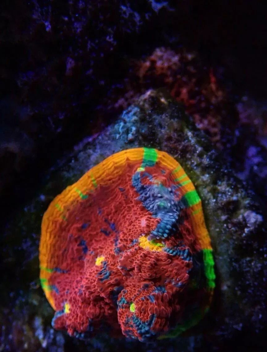 新开缸每天都有鱼死,新开缸鱼一直死