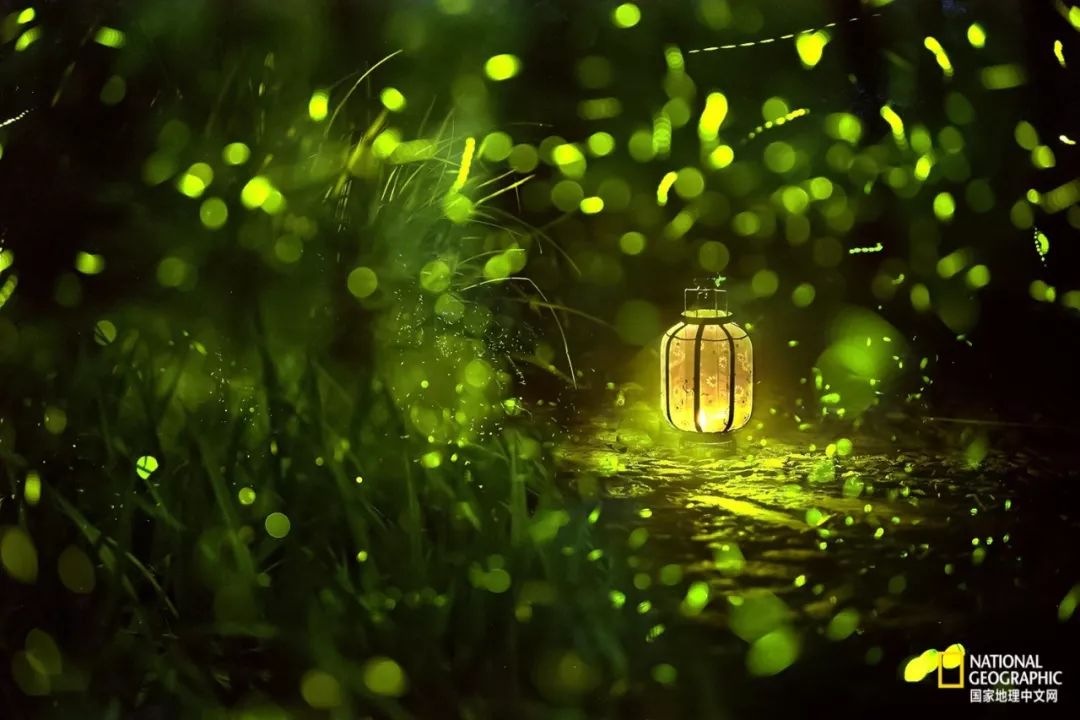 南京紫金山灵谷寺萤火虫,南京灵谷寺哪里可以看到萤火虫