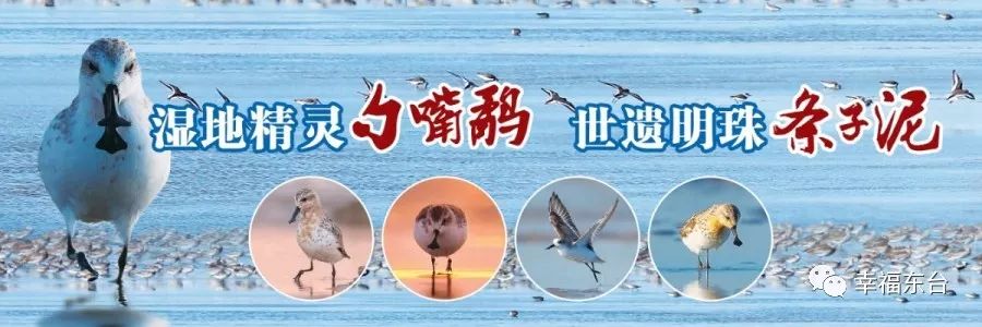 东台可以携号转网吗,东台手机可以携号转网吗