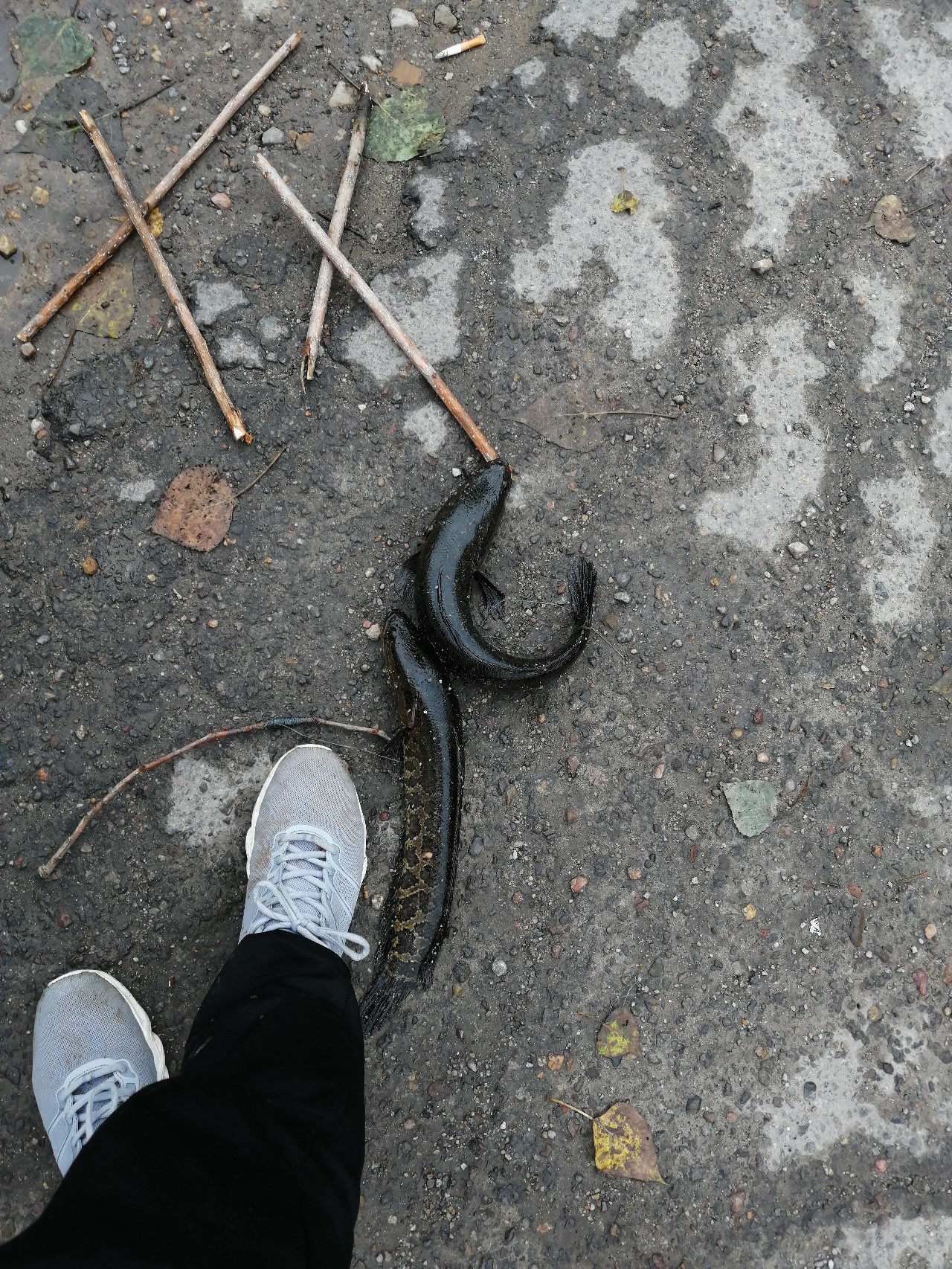 鱼口轻不中鱼掌握这三点轻松爆护,打黑障碍多鱼口滑怎么解决